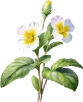 AI generated Watercolor painting of a Primrose flower. png