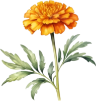 AI generated Watercolor painting of a Marigold flower. png