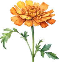 AI generated Watercolor painting of a Marigold flower. png