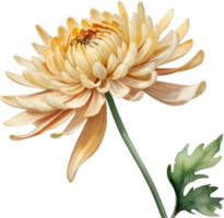 ai generiert Aquarell Gemälde von ein Chrysantheme Blume. png