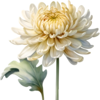 AI generated Watercolor painting of a Chrysanthemum flower. png