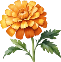 AI generated Watercolor painting of a Marigold flower. png