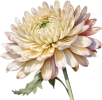 AI generated Watercolor painting of a Chrysanthemum flower. png