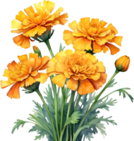 AI generated Watercolor painting of a Marigold flower. png