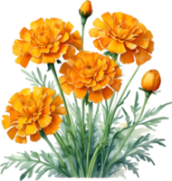 AI generated Watercolor painting of a Marigold flower. png