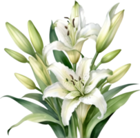 AI generated Watercolor painting of a lily flower. png