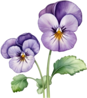 ai generado acuarela pintura de un Violeta viola sororia flor. png