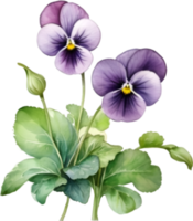 ai generado acuarela pintura de un Violeta viola sororia flor. png