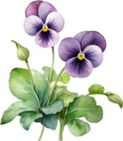 AI generated Watercolor painting of a Violet  Viola Sororia flower. png