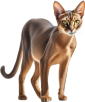 ai généré crayon de couleur esquisser de un abyssinien chat. png