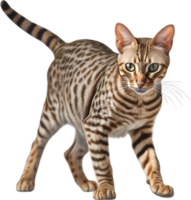 AI generated Colored-pencil sketch of an Ocicat. png