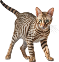 ai généré crayon de couleur esquisser de un ocicat. png