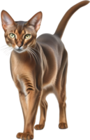 ai généré crayon de couleur esquisser de un abyssinien chat. png