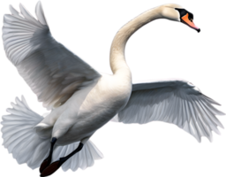 AI generated Mute Swan, Close-up colored-pencil sketch of a Mute Swan, Cygnus olor. png