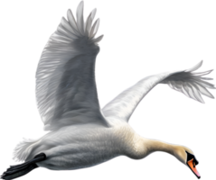 AI generated Mute Swan, Close-up colored-pencil sketch of a Mute Swan, Cygnus olor. png