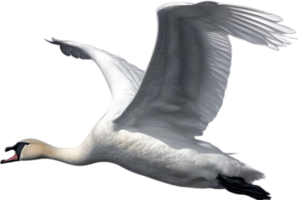 AI generated Mute Swan, Close-up colored-pencil sketch of a Mute Swan, Cygnus olor. png