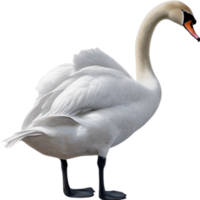 AI generated Mute Swan, Close-up colored-pencil sketch of a Mute Swan, Cygnus olor. png