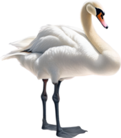 ai generiert stumm Schwan, Nahansicht Buntstift skizzieren von ein stumm Schwan, Cygnus Farbe. png