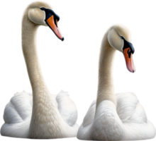 AI generated Mute Swan, Close-up colored-pencil sketch of a Mute Swan, Cygnus olor. png