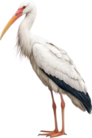 AI generated White Stork , Close-up colored-pencil sketch of a White Stork, Ciconia ciconia. png