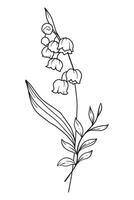 Lily Of the Valley Line Art. Lily Of the Valley outline Illustration. May Birth Month Flower. Lily Of the Valley flower outline isolated on white. Hand painted line art botanical illustration. vector