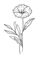 Morning Glory Line Art. Morning Glory outline Illustration. September Birth Month Flower. Morning Glory outline isolated on white. Hand painted line art botanical illustration. vector