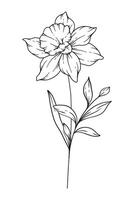 Narcissus Line Art. Narcissus outline Illustration. December Birth Month Flower. Narcissus outline isolated on white. Hand painted line art botanical illustration. vector