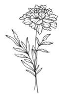 Marigold Line Art. Marigold outline Illustration. October Birth Month Flower. Marigold outline isolated on white. Hand painted line art botanical illustration. vector