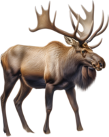 AI generated Moose, Close-up colored-pencil sketch of Moose, Alces alces. png