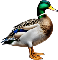 AI generated Mallard, Close-up colored-pencil sketch of Mallard, Anas platyrhynchos. png