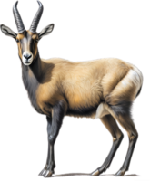 ai généré chamois, fermer crayon de couleur esquisser de chamois, rupicapra rupicapra. png