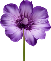 ai generado Violeta flor. de cerca brillante translúcido Violeta color flor. png