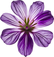 AI generated Violet flower. Close-up glowing translucent violet color flower. png