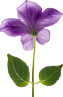 AI generated Violet flower. Close-up glowing translucent violet color flower. png