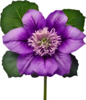 ai généré violet fleur. fermer embrasé translucide violet Couleur fleur. png