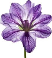 AI generated Violet flower. Close-up glowing translucent violet color flower. png