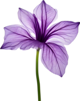 AI generated Violet flower. Close-up glowing translucent violet color flower. png