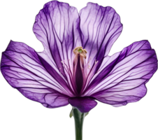 AI generated Violet flower. Close-up glowing translucent violet color flower. png