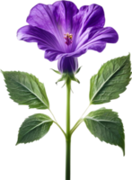 AI generated Violet flower. Close-up glowing translucent violet color flower. png