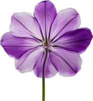 AI generated Violet flower. Close-up glowing translucent violet color flower. png