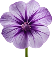 AI generated Violet flower. Close-up glowing translucent violet color flower. png