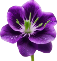 AI generated Violet flower. Close-up glowing translucent violet color flower. png