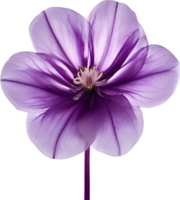 AI generated Violet flower. Close-up glowing translucent violet color flower. png