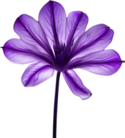 AI generated Violet flower. Close-up glowing translucent violet color flower. png