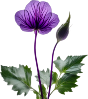 AI generated Violet flower. Close-up glowing translucent violet color flower. png