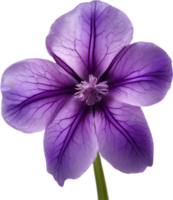 AI generated Violet flower. Close-up glowing translucent violet color flower. png