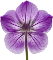 AI generated Violet flower. Close-up glowing translucent violet color flower. png