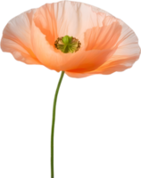 AI generated Poppy flower. Close-up of a cute poppy flower. png