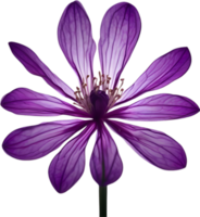 ai genererad violett blomma. närbild lysande genomskinlig violett Färg blomma. png