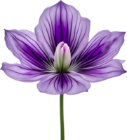 AI generated Violet flower. Close-up glowing translucent violet color flower. png